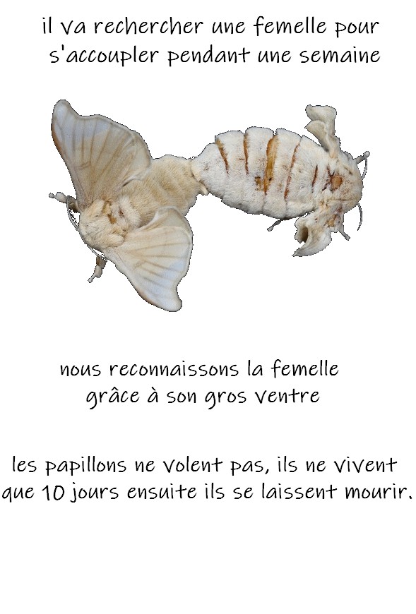 Vers à soie