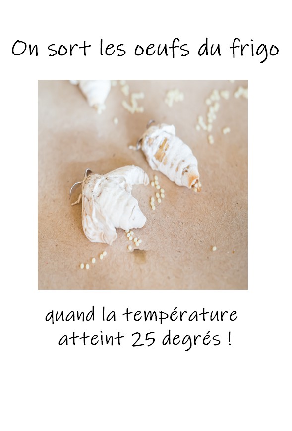 Vers à soie