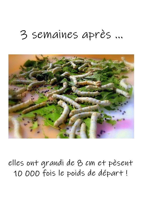 Vers à soie