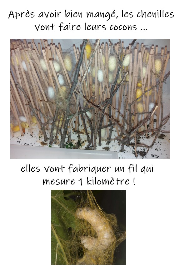 Vers à soie