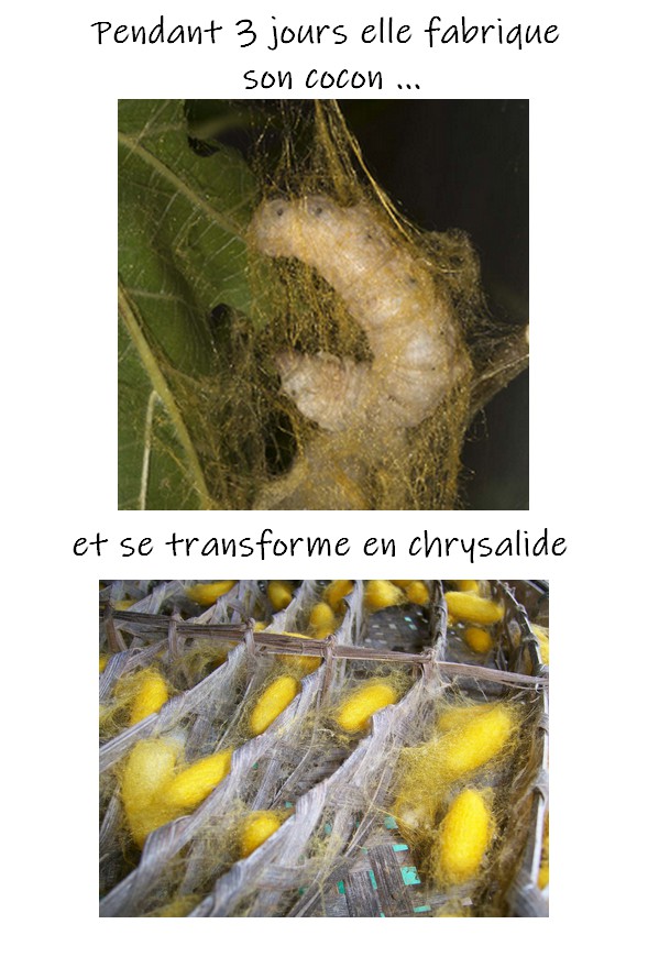 Vers à soie